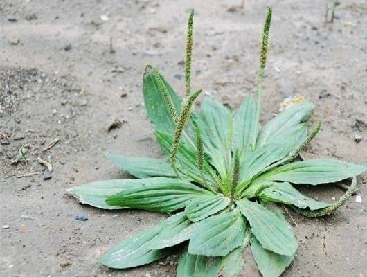 牛舌(车前草)