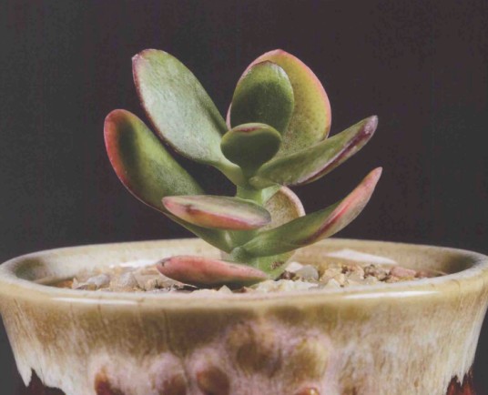 花月（景天科植物名称）