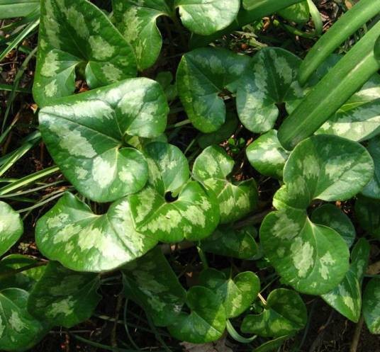 杜衡（马兜铃科细辛属植物）