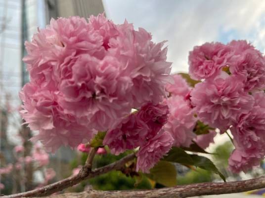 日本晚樱(蔷薇科李属植物)