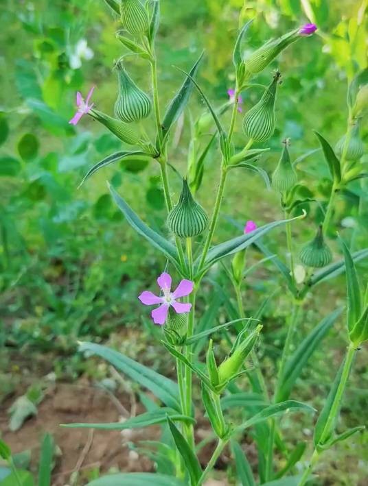 麦瓶草（石竹科蝇子草属植物）