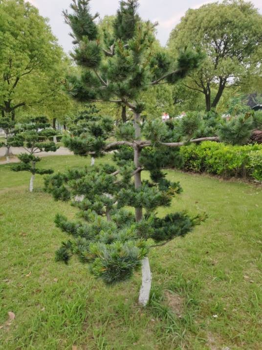 日本五针松