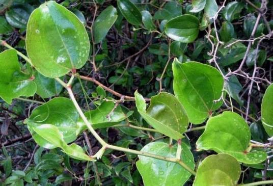 金刚藤（双子叶植物纲百合科植物）