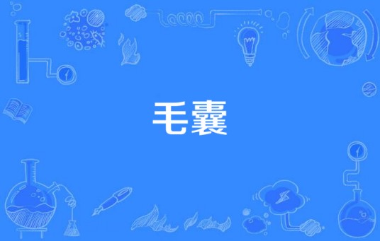 毛囊
