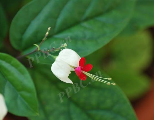 龙吐珠(唇形科大青属植物)