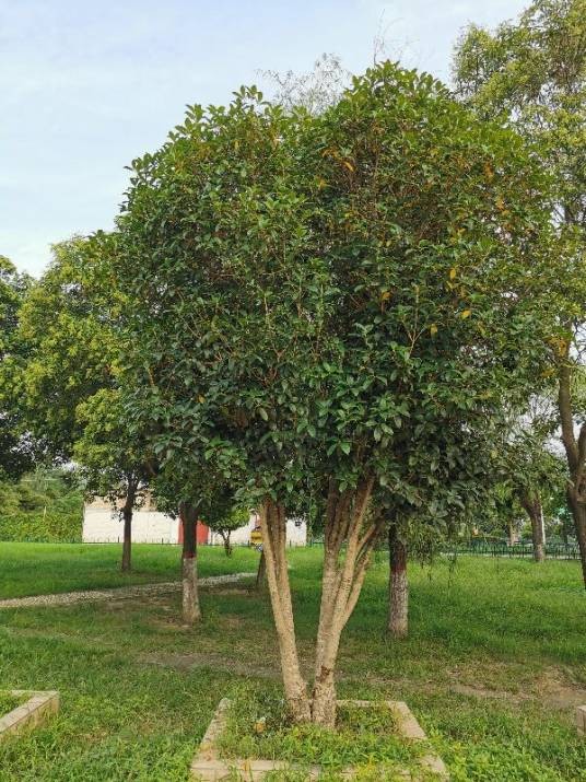 木樨
