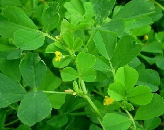 金花菜（豆科植物）