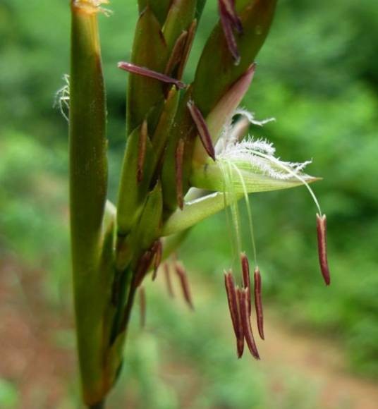 竹子开花