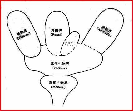 六界（生物学名词）