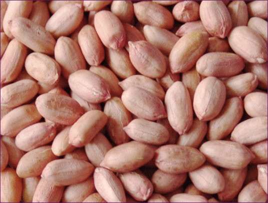 豆果（花生仁别称）