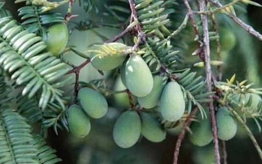 榧子（红豆杉科榧树属植物）