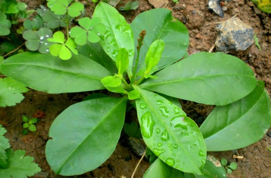 土人参（土人参科土人参属植物）
