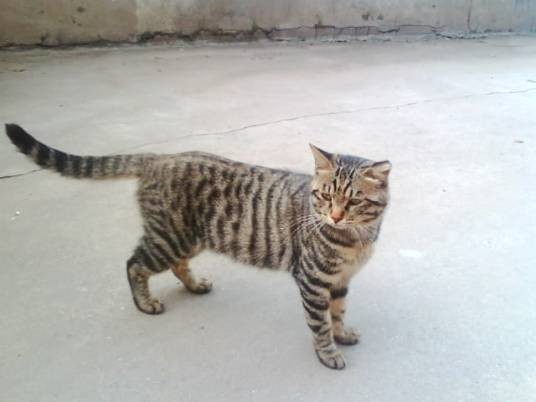土猫