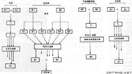 育种