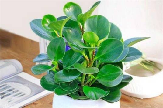 绿宝（紫葳科菜豆树属植物）