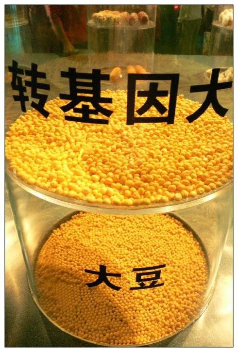 转基因食品(以转基因生物为食品或为原料加工生产的食品)