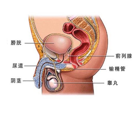 泌尿科