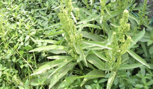 羊蹄（蓼科酸模属植物）