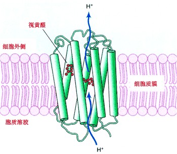 质子泵