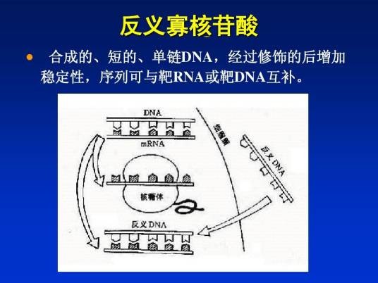 反义寡核苷酸