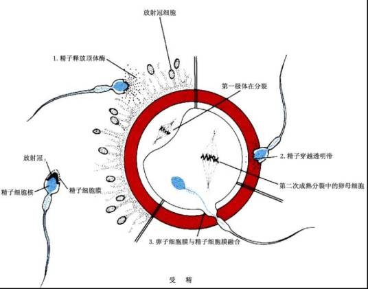 受精（全面性教育相关名词）