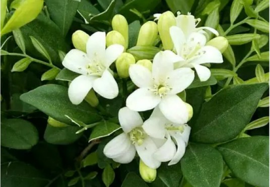 十里香(芸香科九里香属植物)