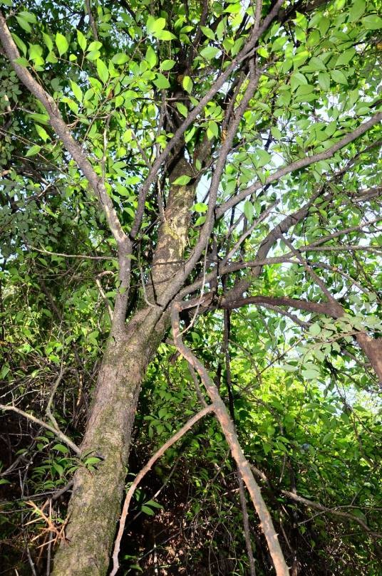 柞木（杨柳科柞木属植物）