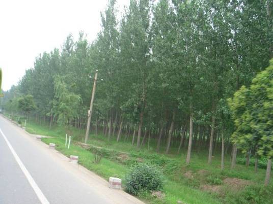 防护林