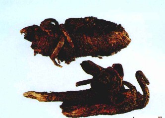塔黄(中药)