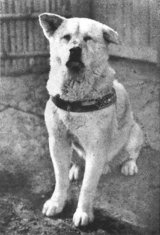 八公（日本著名秋田犬）