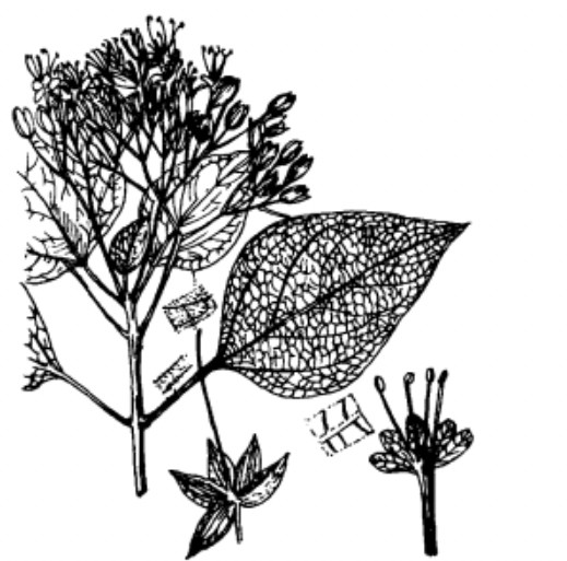 梧桐花