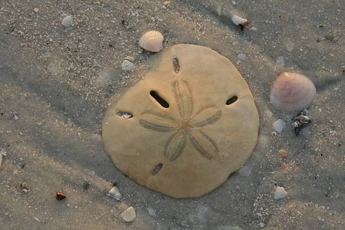 沙钱(海胆纲棘皮动物)