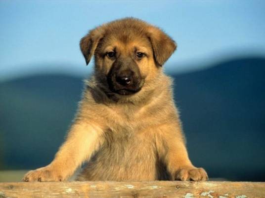 黄犬