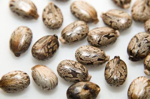 蓖麻子(大戟科植物)