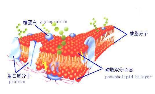 磷脂双分子层