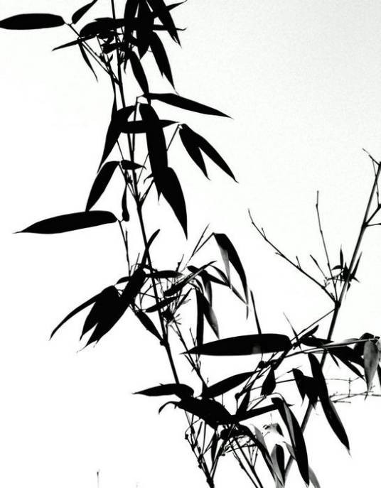 墨竹（墨画的竹子）