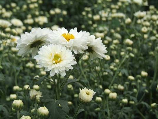 杭白菊(地理标志产品)