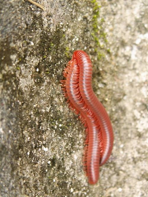 马陆虫