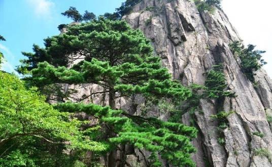 黄山松(松科松属植物)