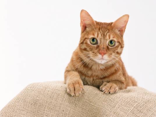 家猫