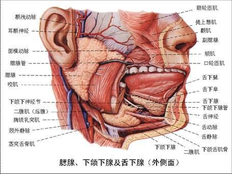 唾液腺