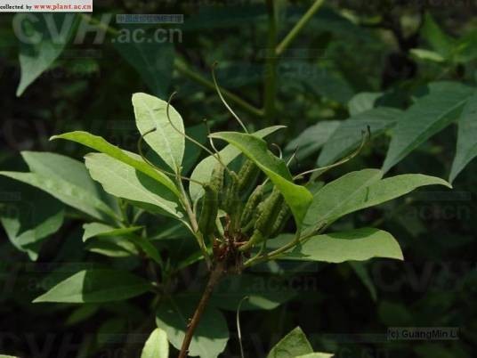 木本植物（植物体木质部发达茎坚硬的植物）