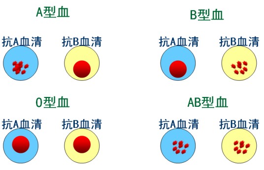 凝集素（糖蛋白或结合糖的蛋白）