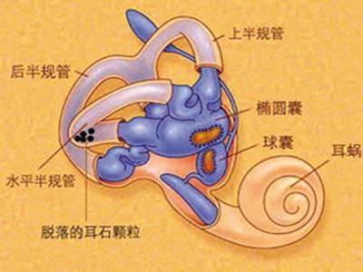 半规管