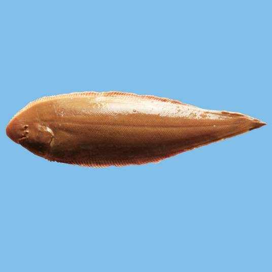 半滑舌鳎
