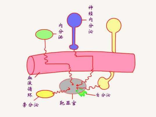 体液