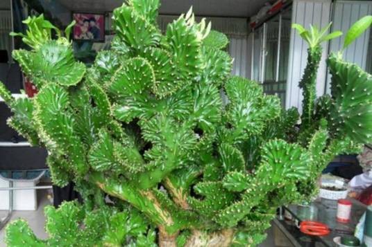 麒麟掌（大戟科大戟属植物）
