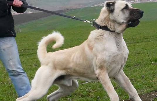 坎高犬
