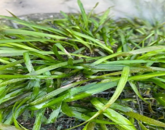 苦草(水鳖科苦草属植物)