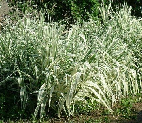 变叶芦竹